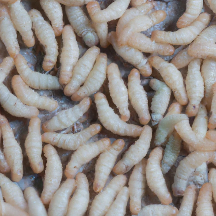 Larve bianche di tarme del cibo in un pacco di farina aperto
